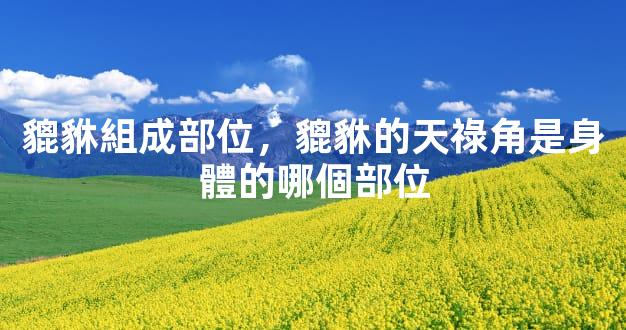 貔貅組成部位，貔貅的天祿角是身體的哪個部位