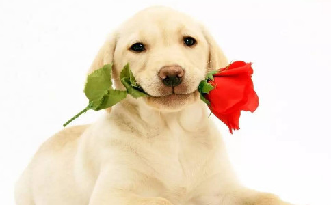 <b>屬狗愛上一個人後的表現 判斷屬狗是否愛你</b>