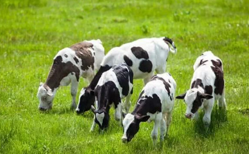 十二生肖屬牛的命運 月份運勢分析