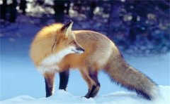 好聽又可愛的狐貍名字