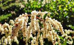 一個人經常有這種心，後世可能會有成為奴婢、傭人的果報