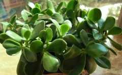 <b>財位放什麼植物風水好 幾種常見綠植助你財源滾滾來 </b>