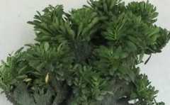 家裏化煞的植物有哪些 不到一百塊 輕鬆讓你解除煩惱