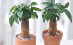 家裏招財植物佈局擺放有講究 不同地方種類自然不同