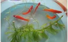 今年財運不好怎麼轉運 幾個靈驗的招財方法