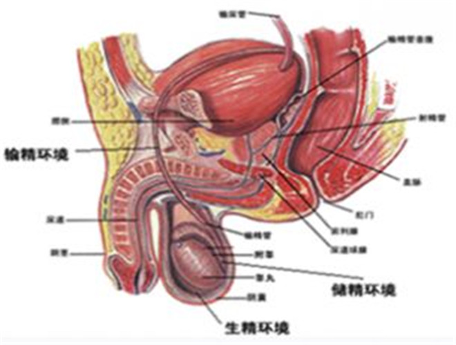 男人阴囊上长痣命运 睾丸有痣的男人命运图解