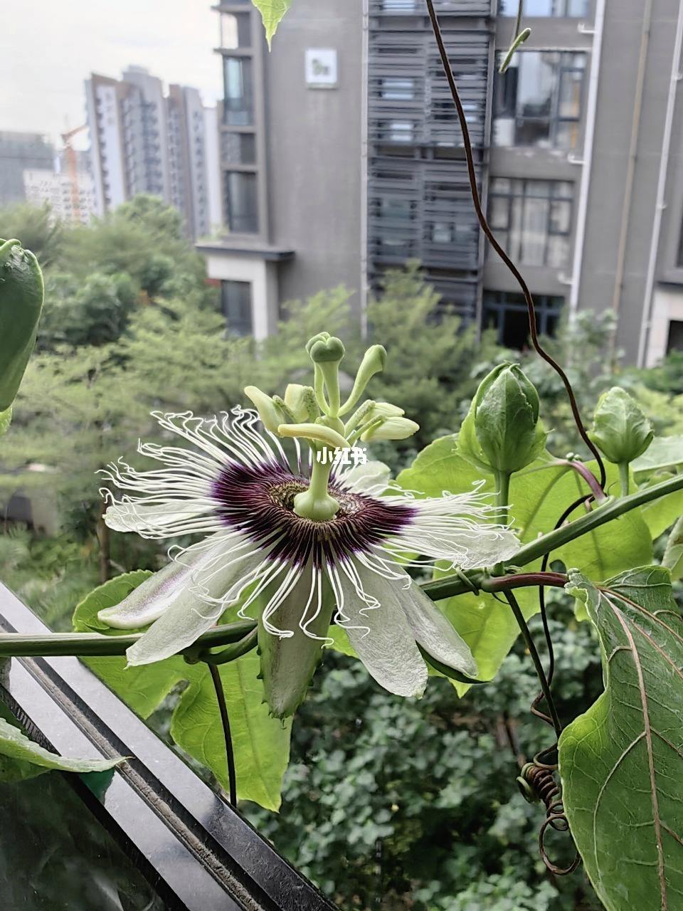 阳台种百香果风水好吗 阳台种百香果影响风水吗